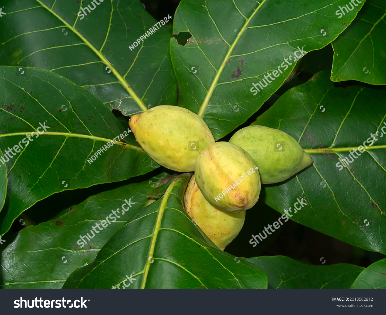 21,179 Indian_almond Images, Stock Photos & Vectors | Shutterstock