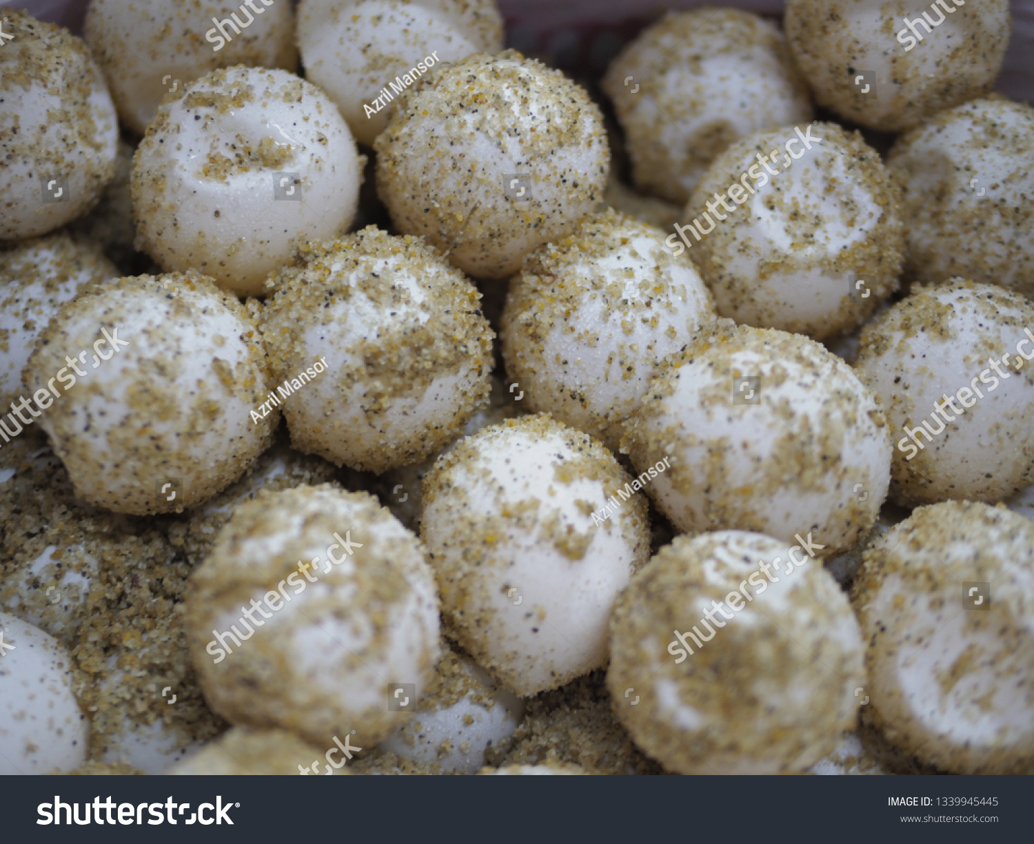 Fresh Turtle Egg Still Covered Sand Stock Photo 1339945445 | Shutterstock