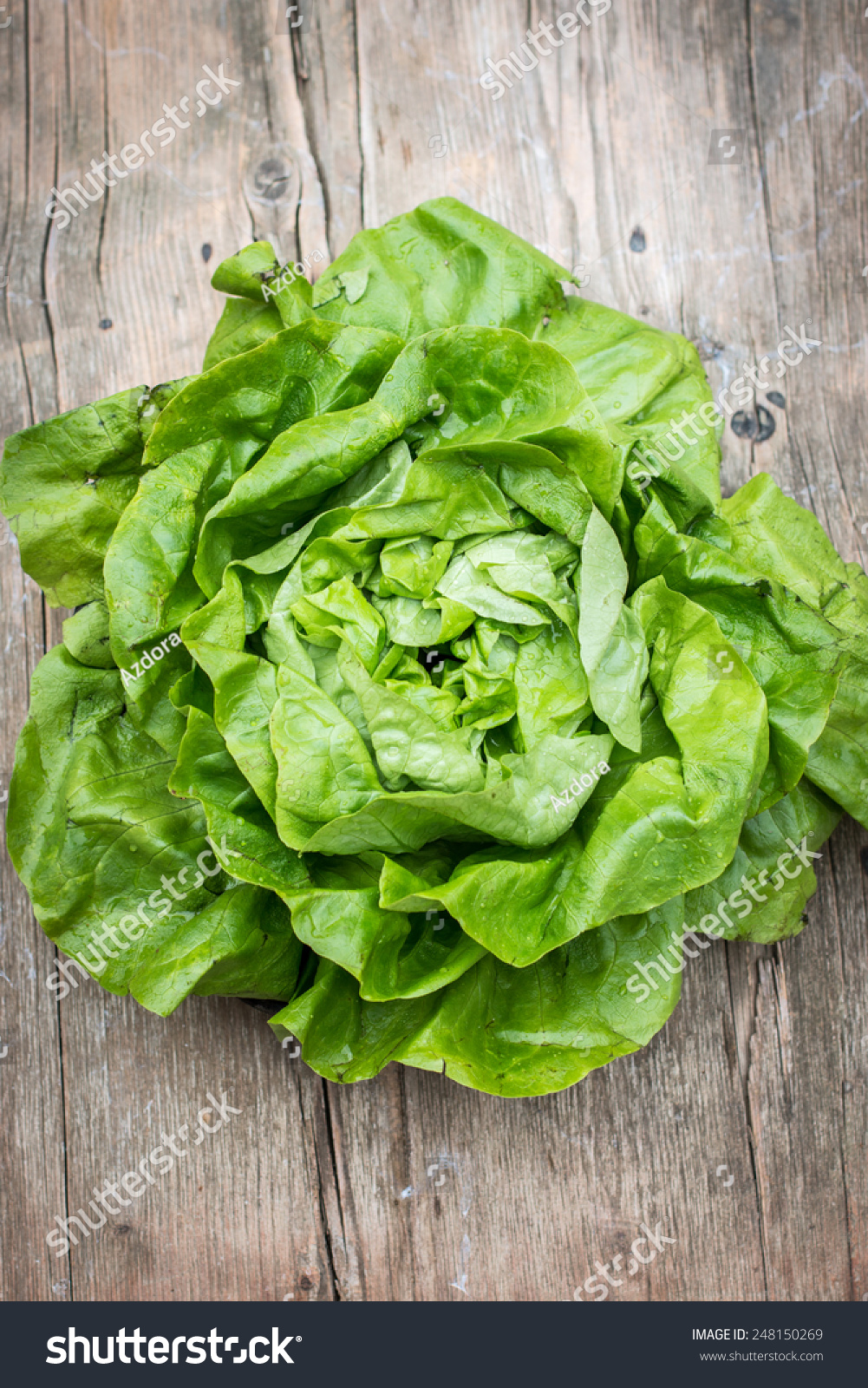 Fresh Wet Lettuce Salad On Wooden Stock Photo 248150269 - Shutterstock