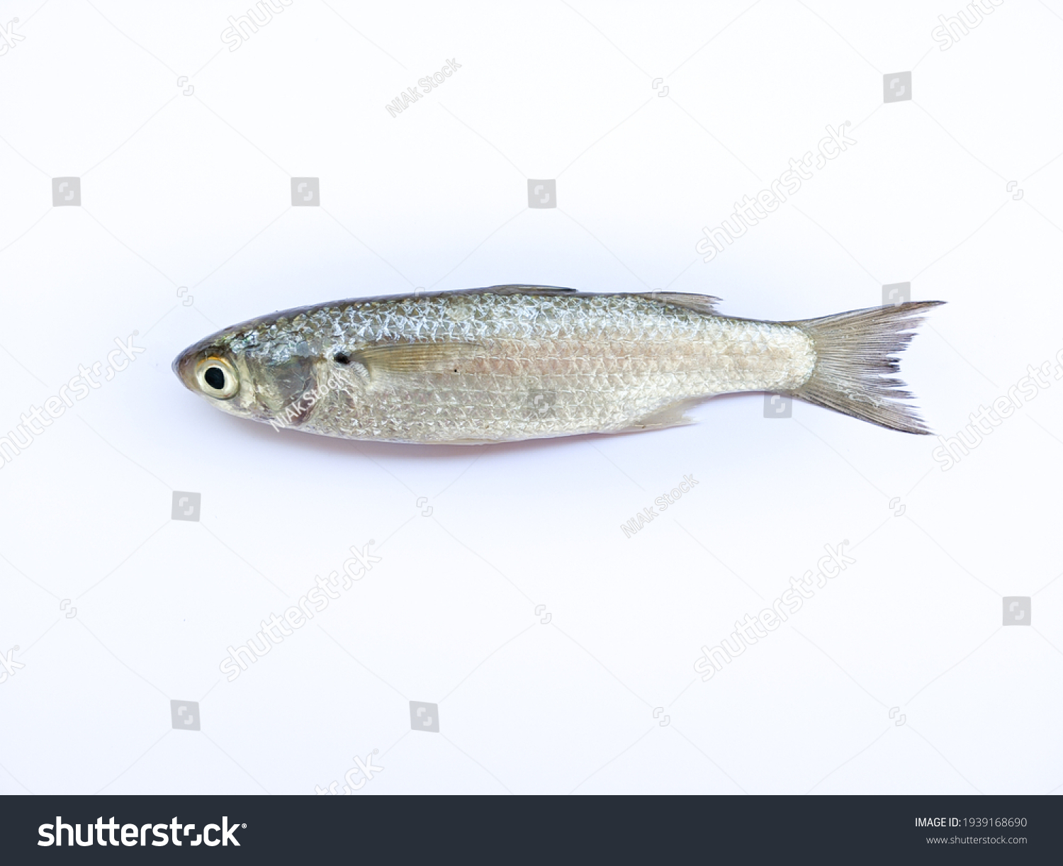 1 Kanambu Images, Stock Photos & Vectors | Shutterstock