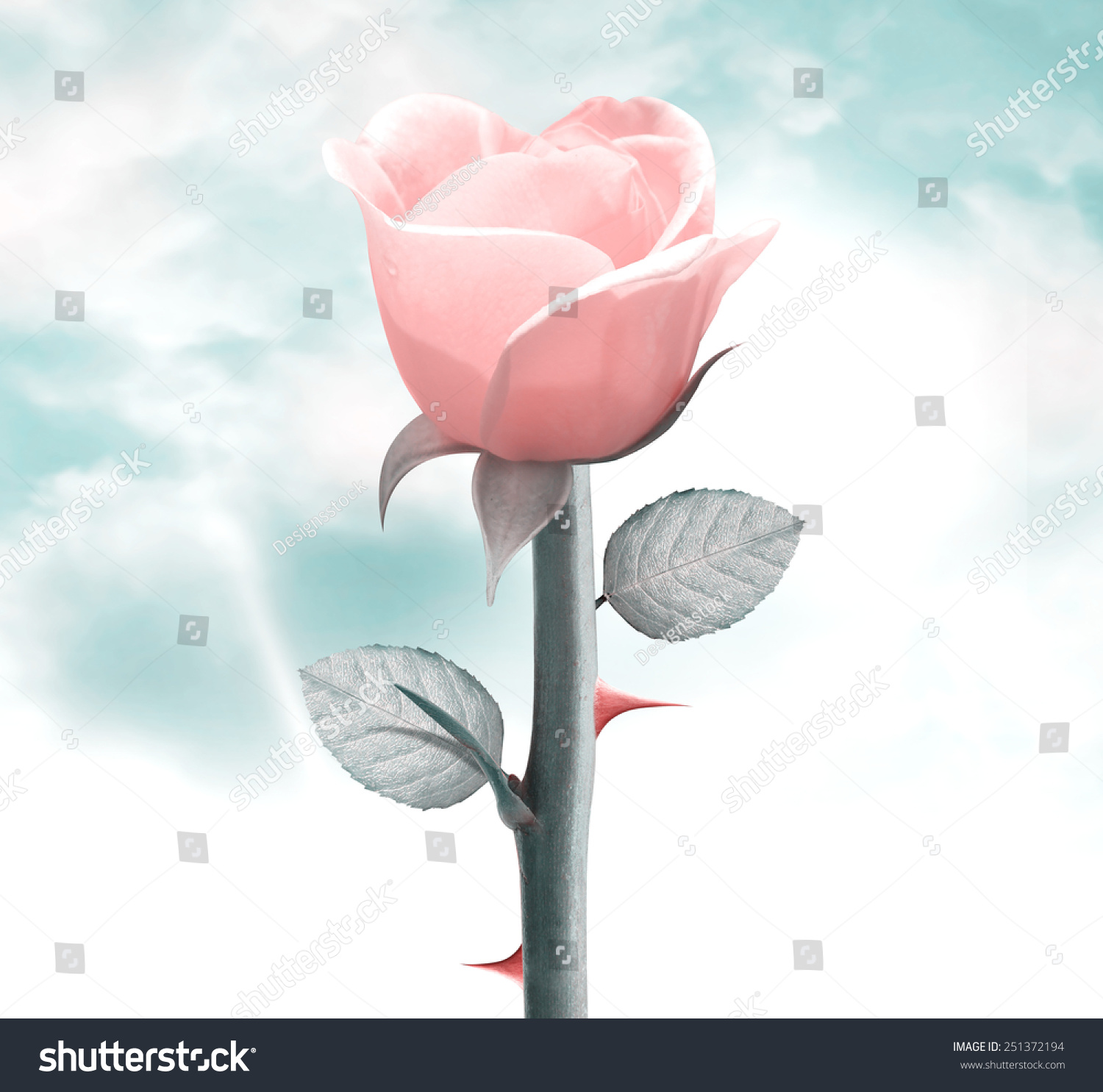 67 Remember Me Rose Images Stock Photos Vectors Shutterstock