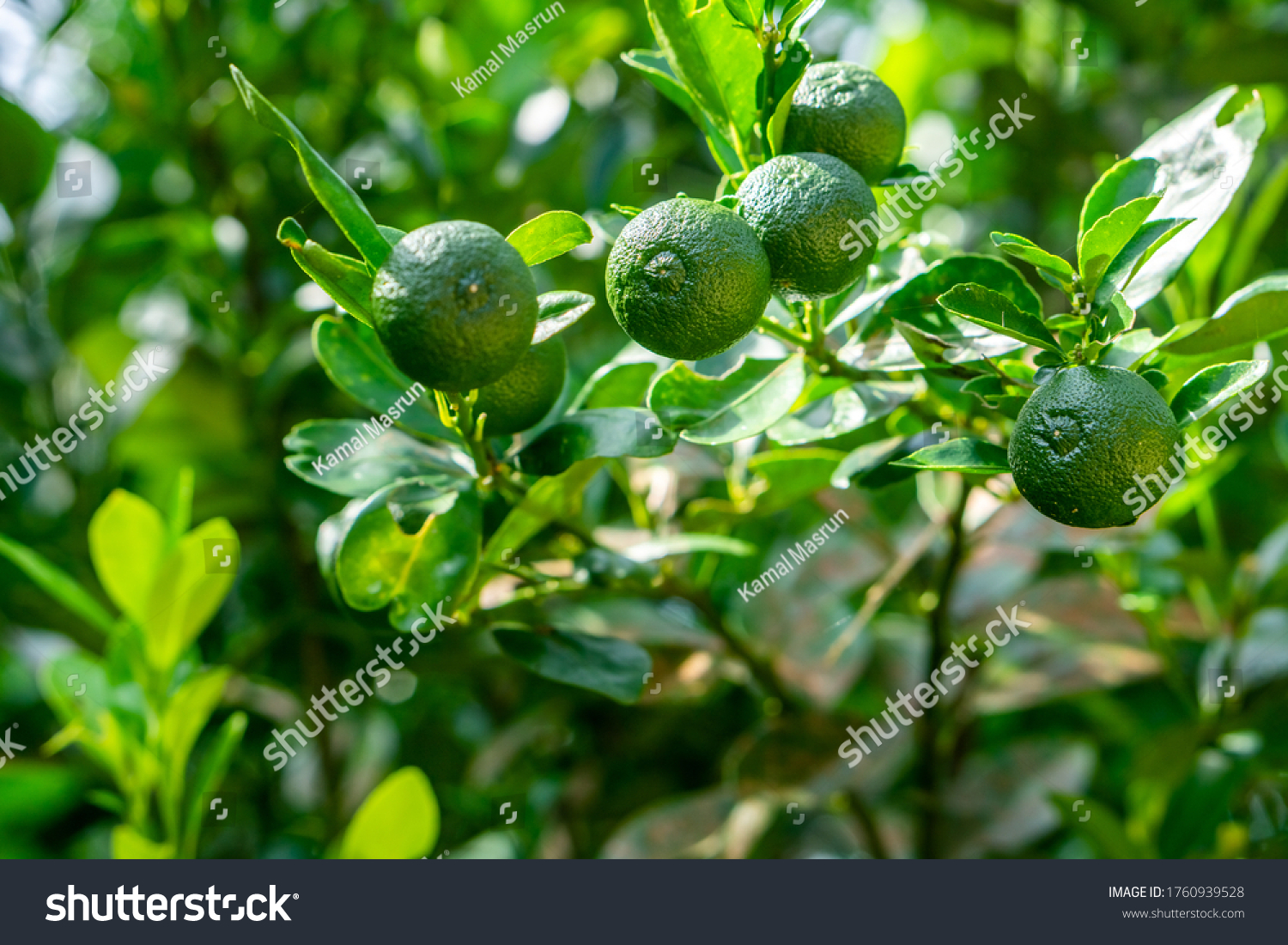 Fresh And Vibrant Calamansi Plants For Your Culinary Delights