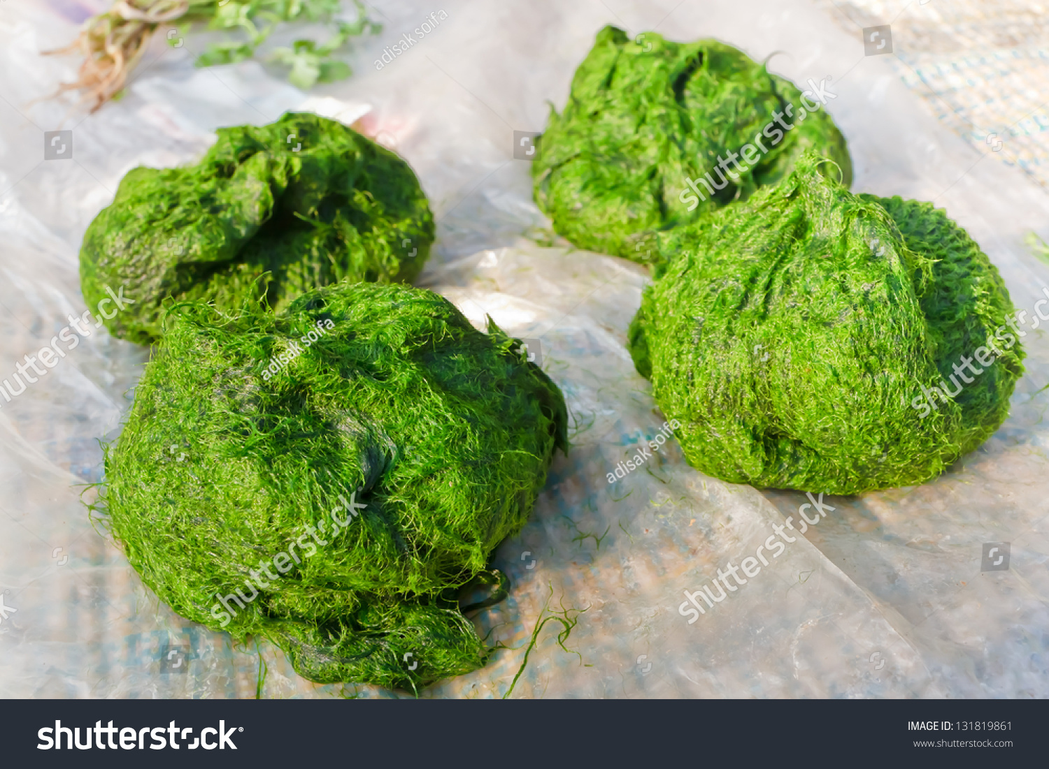 edible freshwater algae