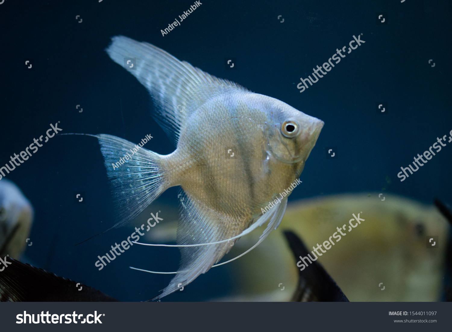 Freshwater Aquarium Fish Angelfish Amazon River Stock Photo Edit Now