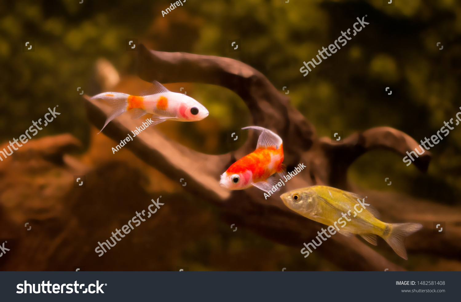 Freshwater Aquarium Fish Goldfish Asia Aquarium Stock Photo Edit