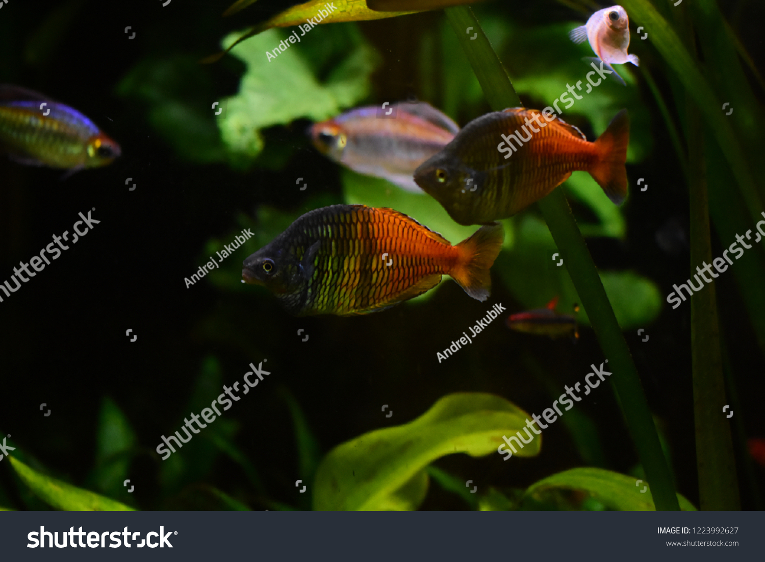 freshwater aquarium fish melanotaenia