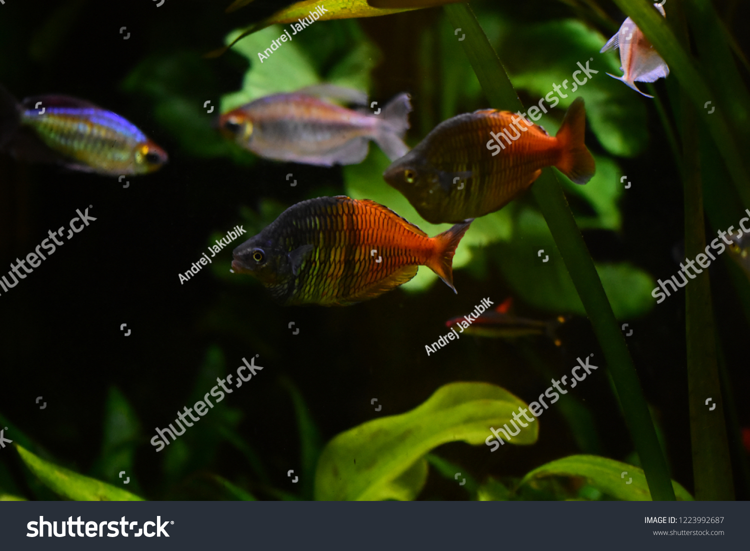 Freshwater Aquarium Fish Melanotaenia Boesemani Boesemans Stock Photo