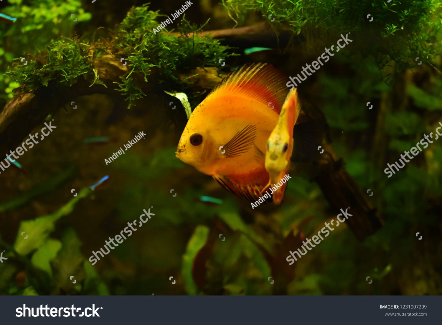 Freshwater Aquarium Fish Symphysodon Discus Amazon Stock Photo Edit Now