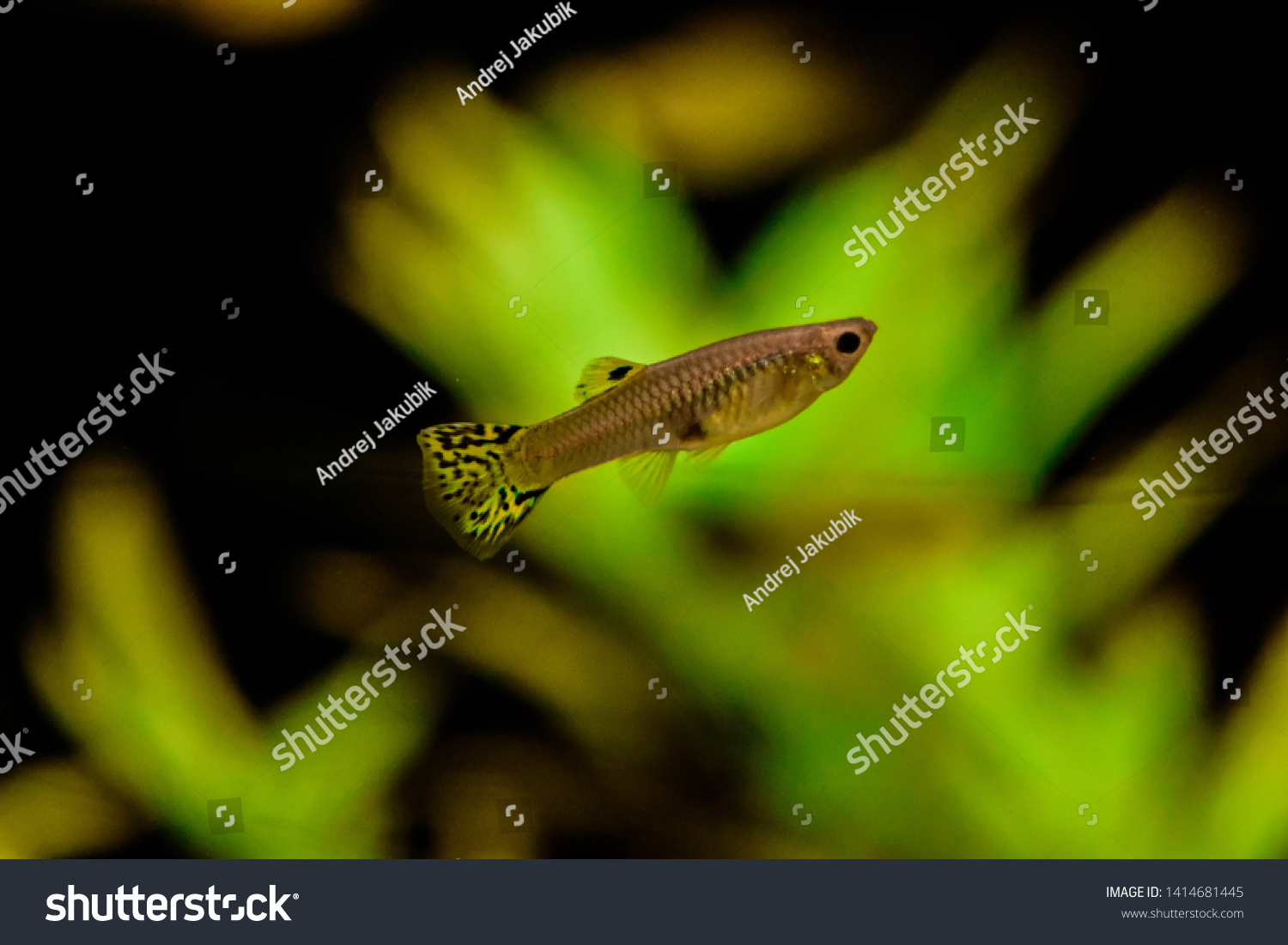 Freshwater Aquarium Fish Guppy Poecilia Reticulata Stock Photo (Edit ...