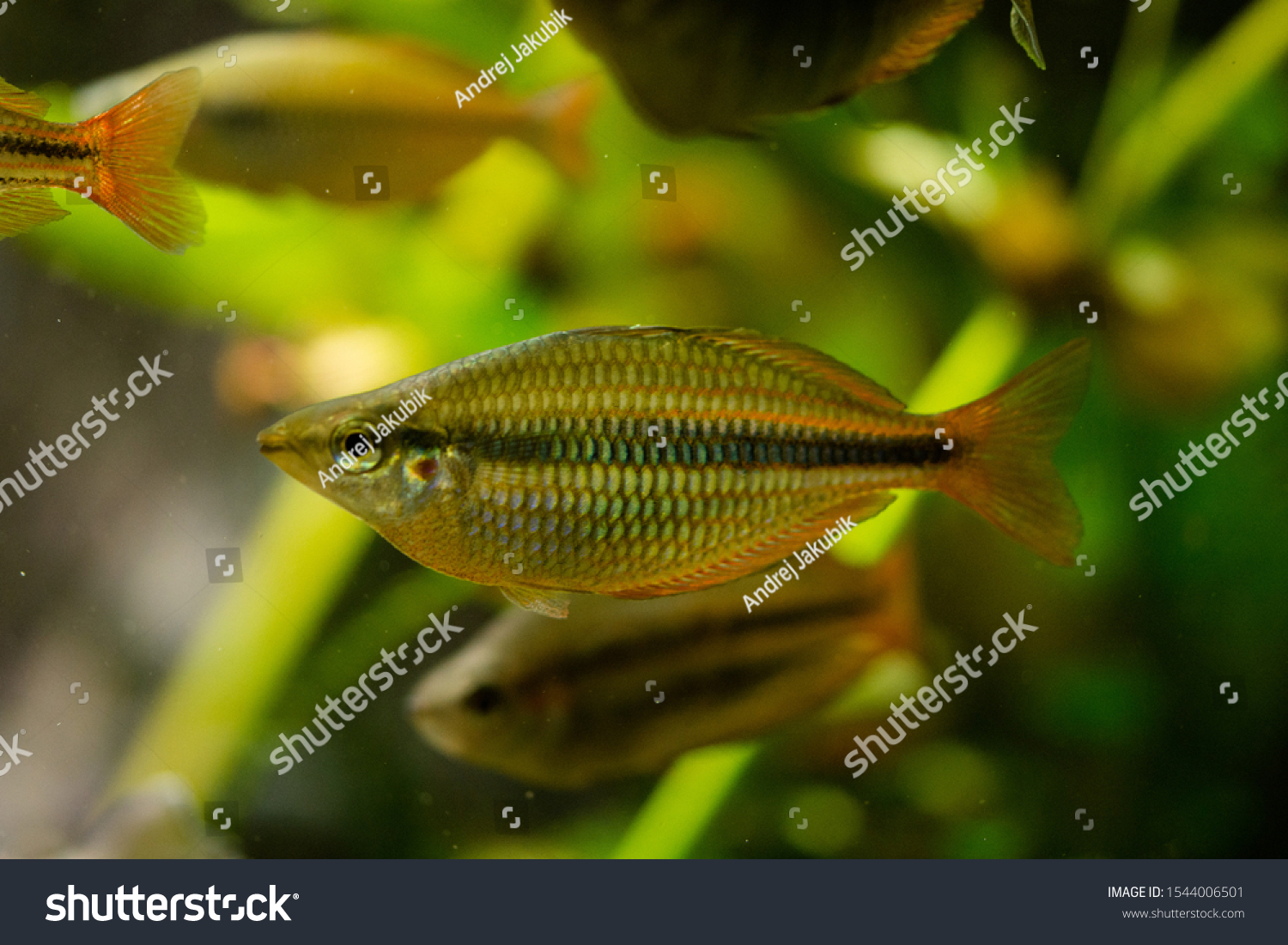 Freshwater Aquarium Fish Rainbowfish Melanotaenia Sp Stock Photo ...