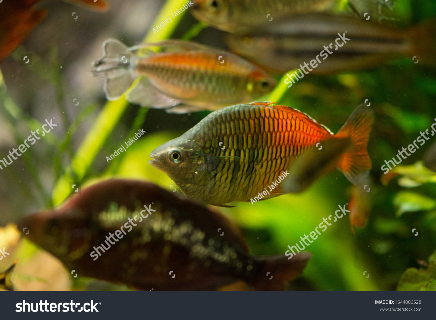 Freshwater Aquarium Fish Rainbowfish Melanotaenia Sp Stock Photo