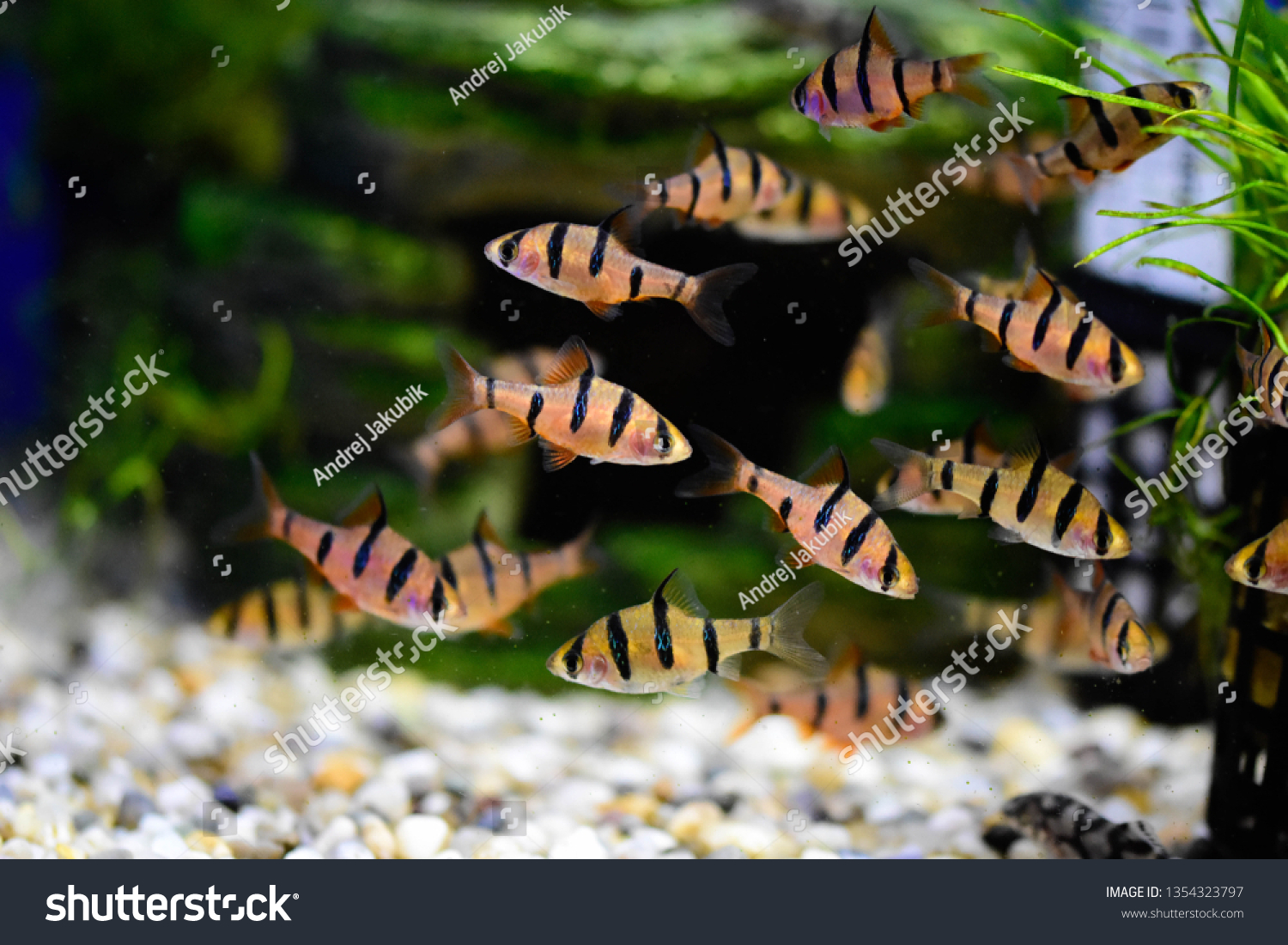 Freshwater Aquarium Fish Tiger Barb Sumatra Stock Photo Edit Now