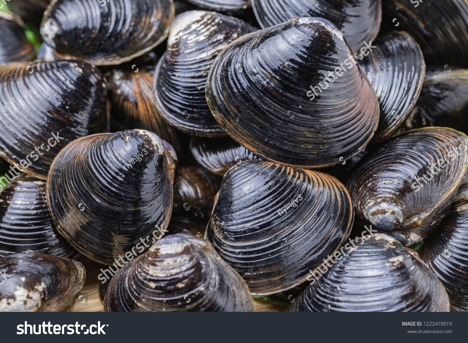 38,906 Black clams Images, Stock Photos & Vectors | Shutterstock