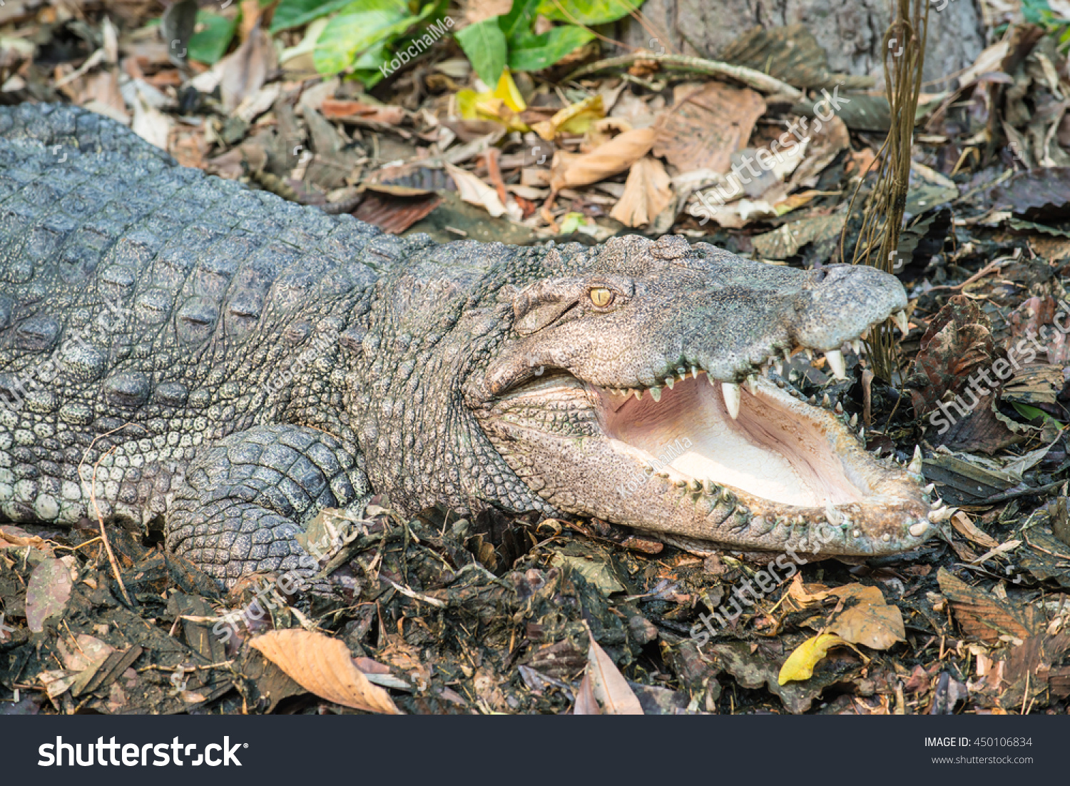 Freshwater Crocodile Siamese Crocodile Thailand Stock Photo 450106834 ...