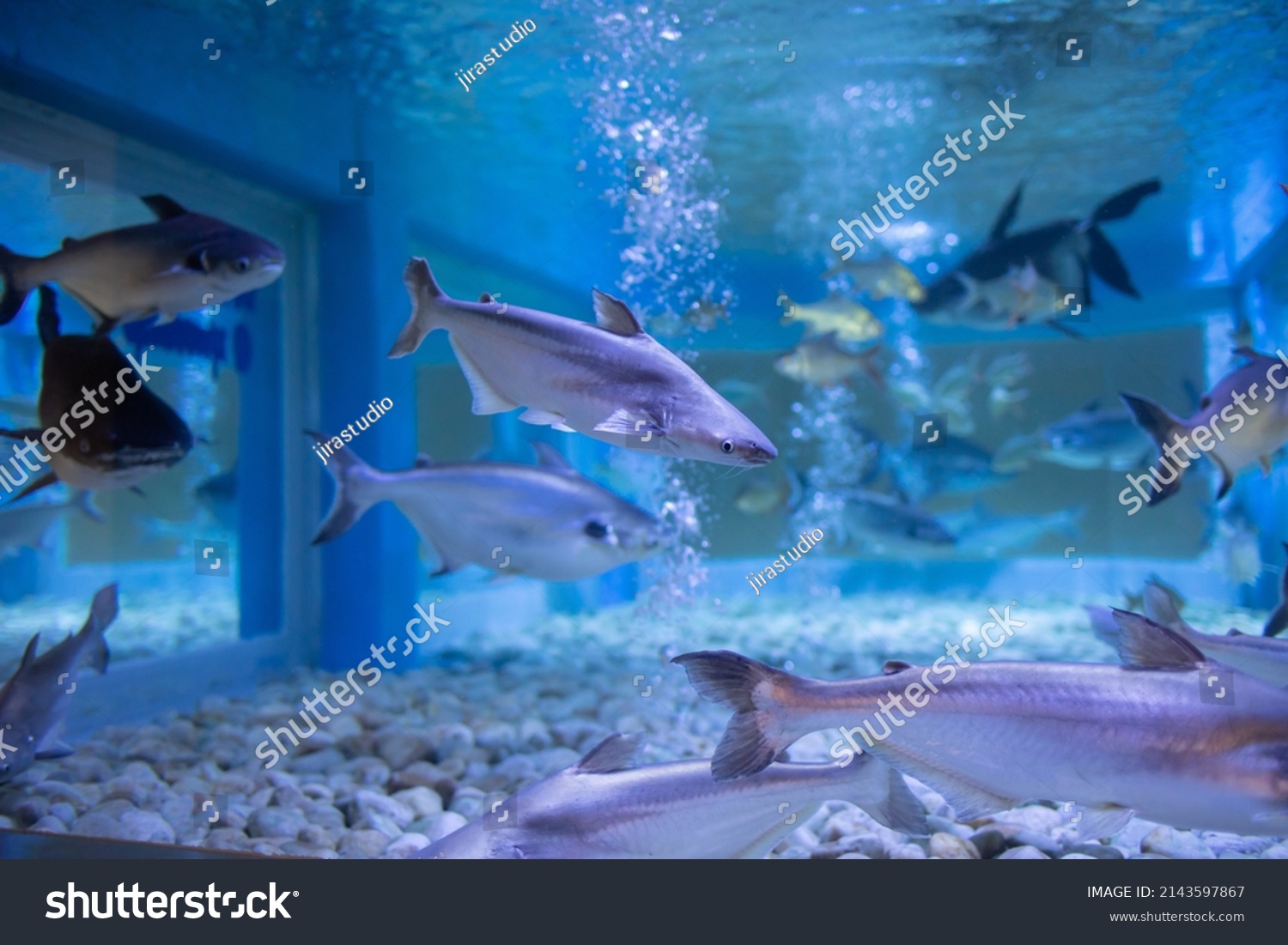 Freshwater Fish Chao Phraya River Thailand Stock Photo 2143597867 ...