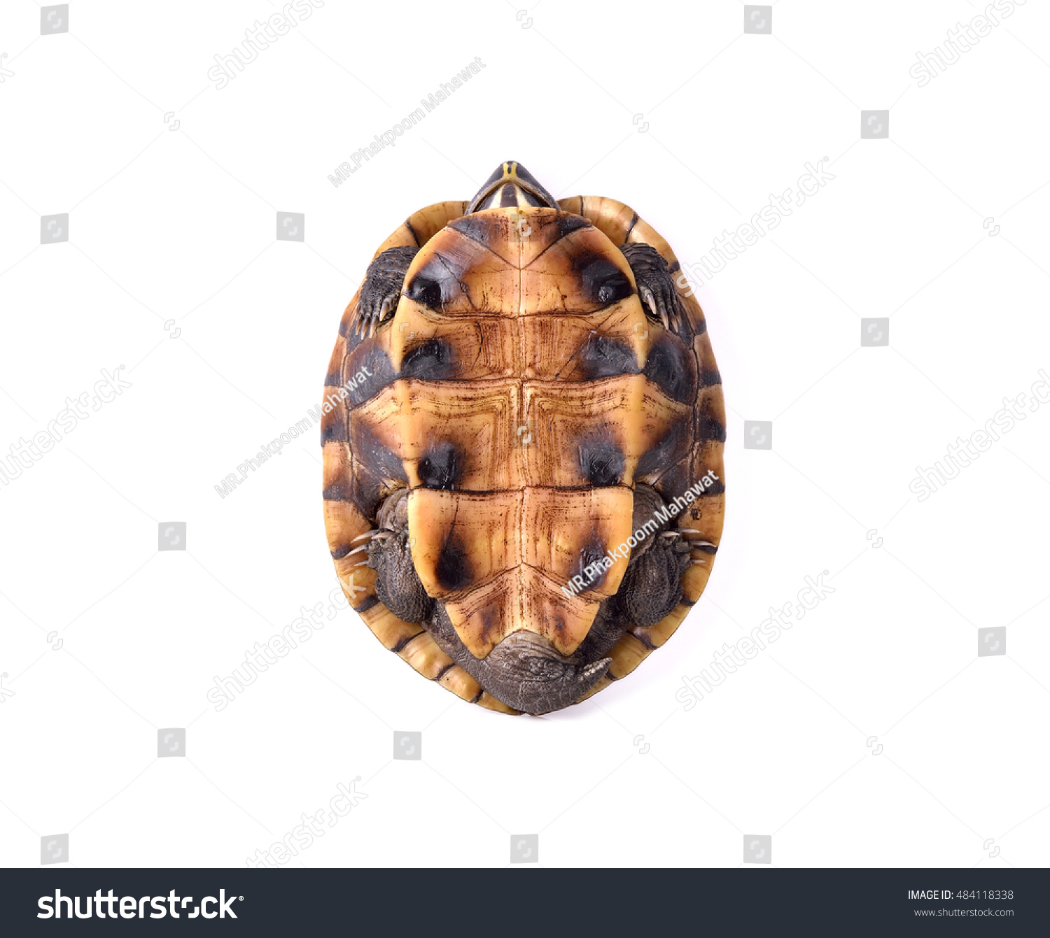 Freshwater Turtles Isolated On White Background Stock Photo 484118338 ...