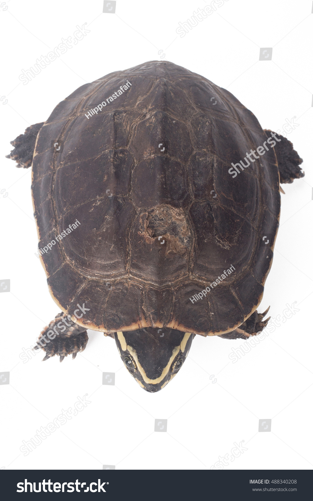 Freshwater Turtles Isolated On White Background Stock Photo 488340208 ...