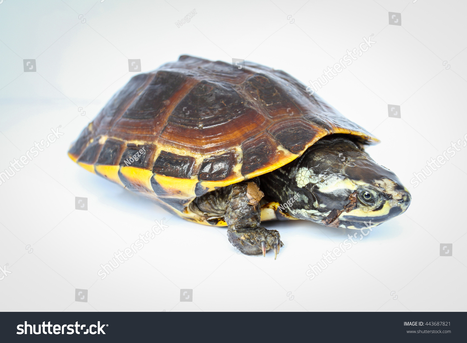 Freshwater Turtles On White Background Stock Photo 443687821 : Shutterstock