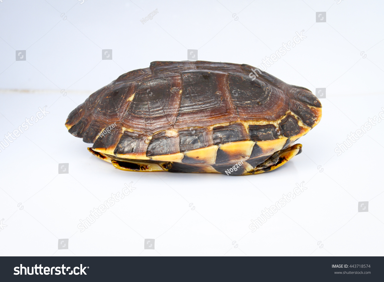 Freshwater Turtles On White Background Stock Photo (Edit Now) 443718574