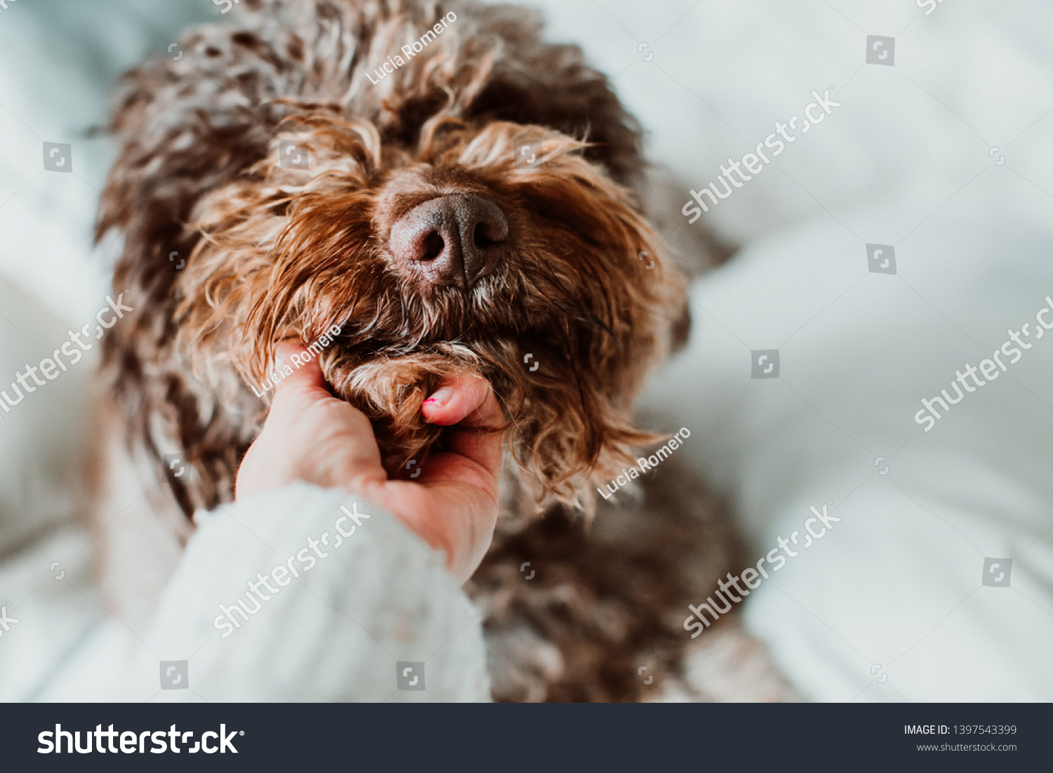 Friendly Cute Brown Spanish Water Dog Stock Photo Edit Now 1397543399