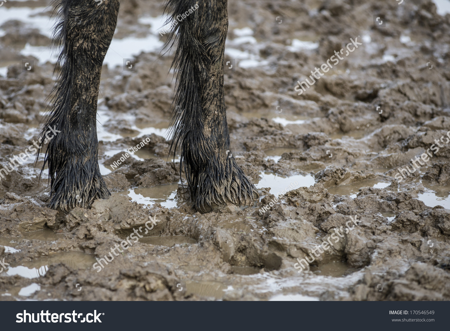 1,772 Mud hoof Images, Stock Photos & Vectors | Shutterstock