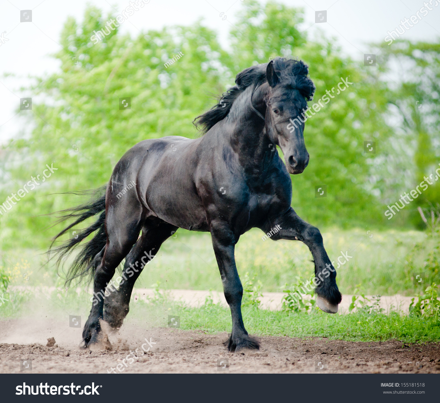 Friesian Stallion Running Stock Photo 155181518 : Shutterstock