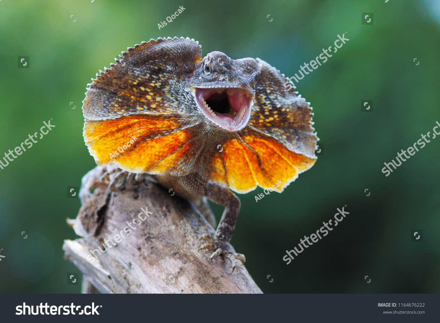 Frilled Dragon Lizard Chlamydosaurus Kingii Stock Photo (Edit Now ...