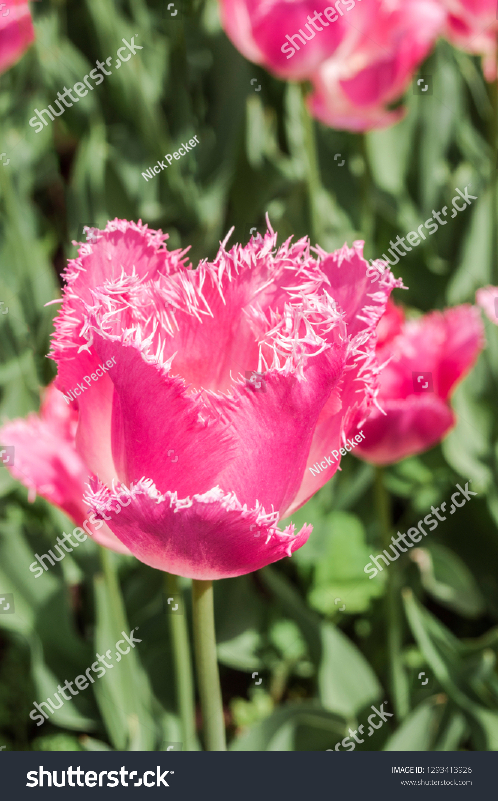 Fringed Tulip Fancy Frills Tulipa Hybrida Stock Photo Edit Now 1293413926