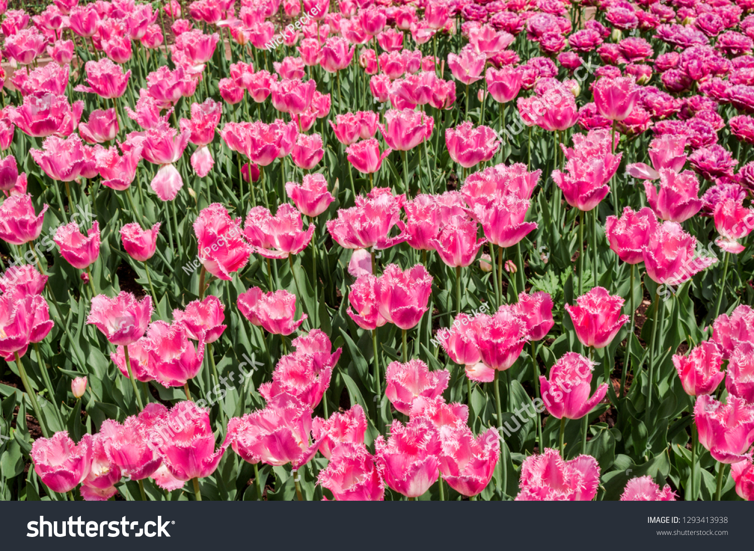 Fringed Tulip Fancy Frills Tulipa Hybrida Stock Photo Edit Now 1293413938