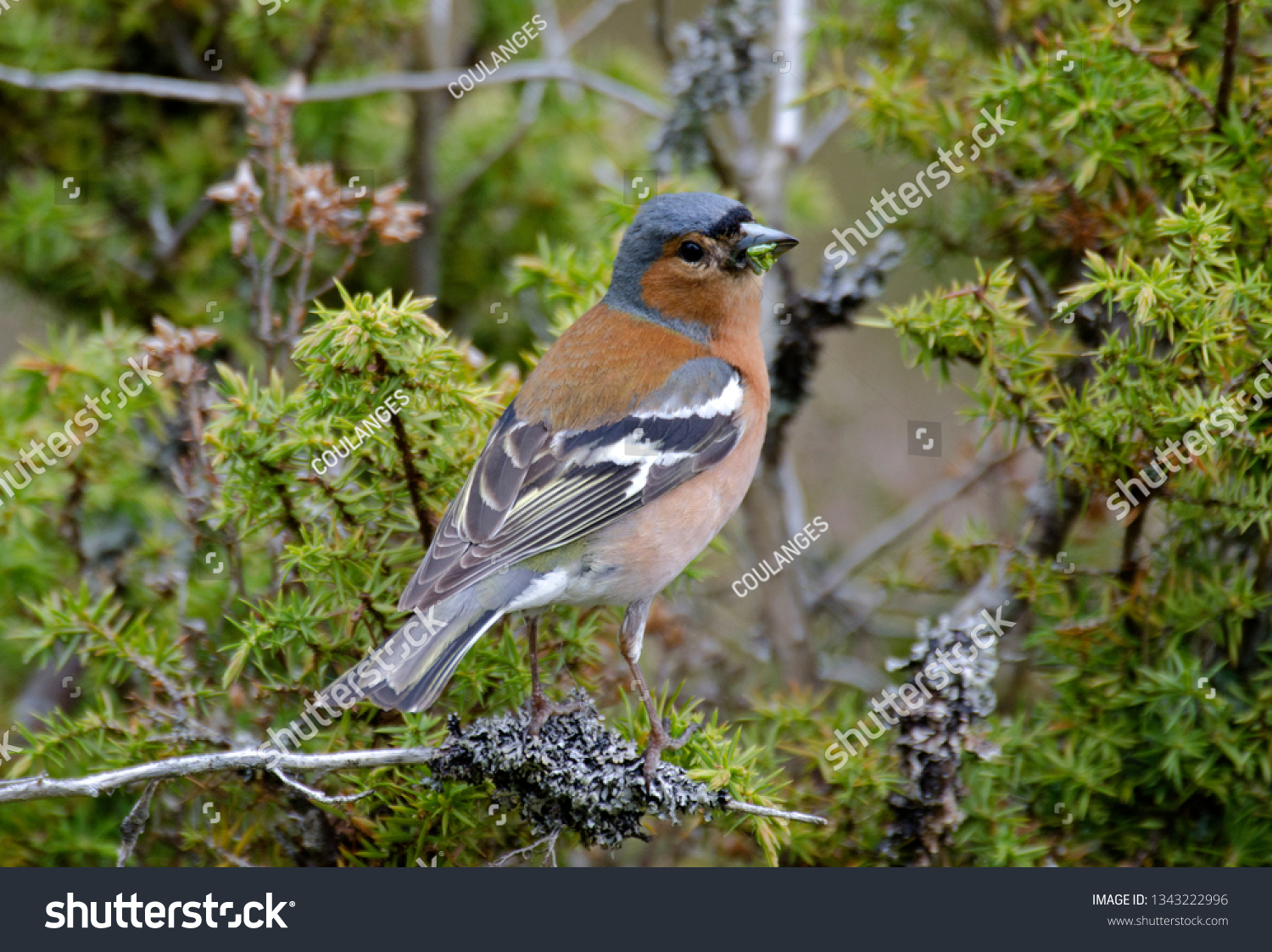 Fringilla Coelebs Pinson Des Arbres Common Stock Photo Edit Now