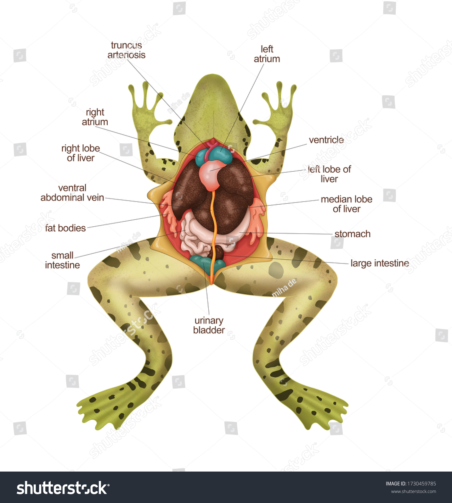 Ilustrasi Stok Frog Anatomy Frog Diagram Frog Dissection 1730459785