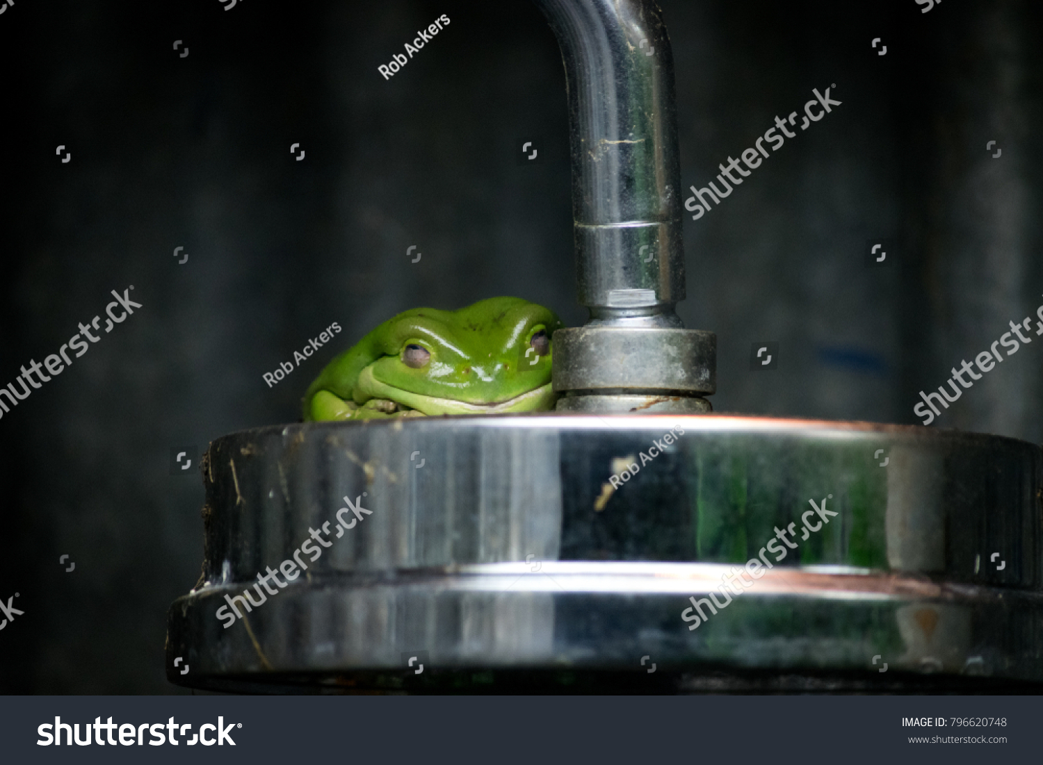 frog shower head
