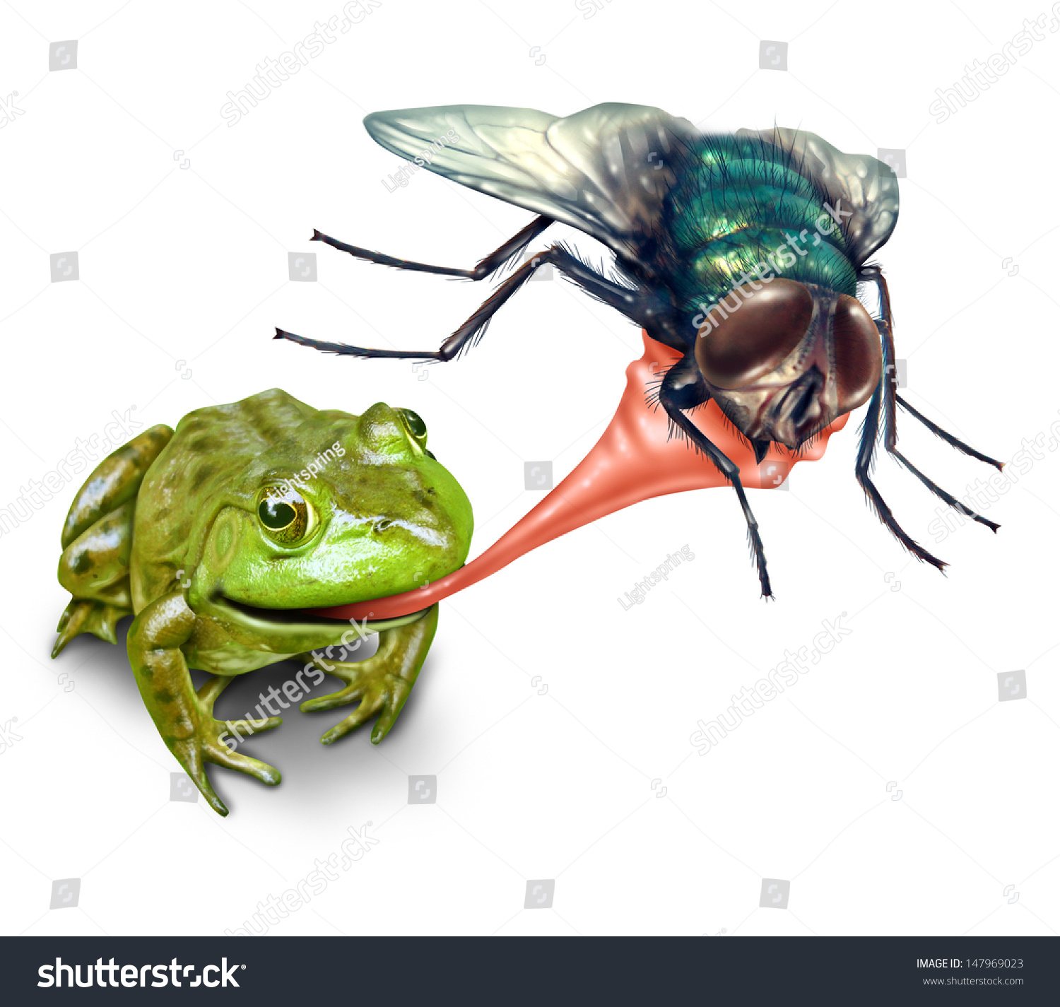 Image result for toad eating a fly