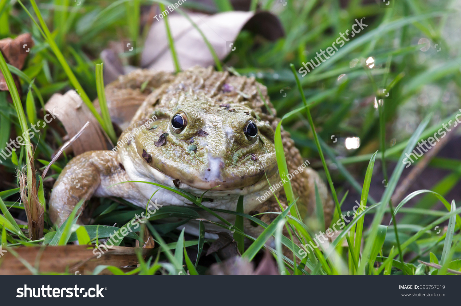 Frog Dense Grassescloseup Shotwet Skin Stock Photo 395757619 - Shutterstock