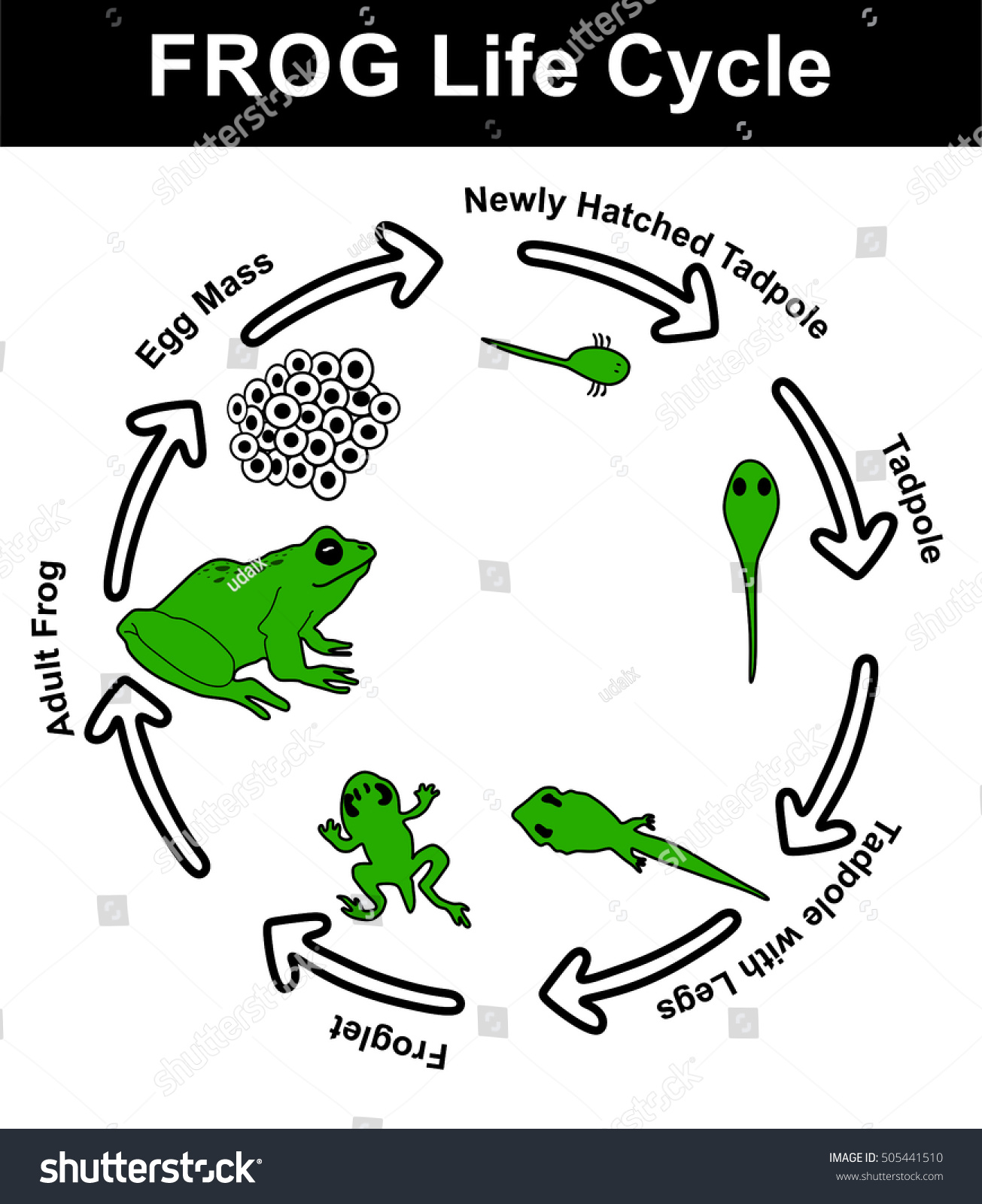 Frog Life Cycle All Stages Egg Stock Illustration 505441510 - Shutterstock