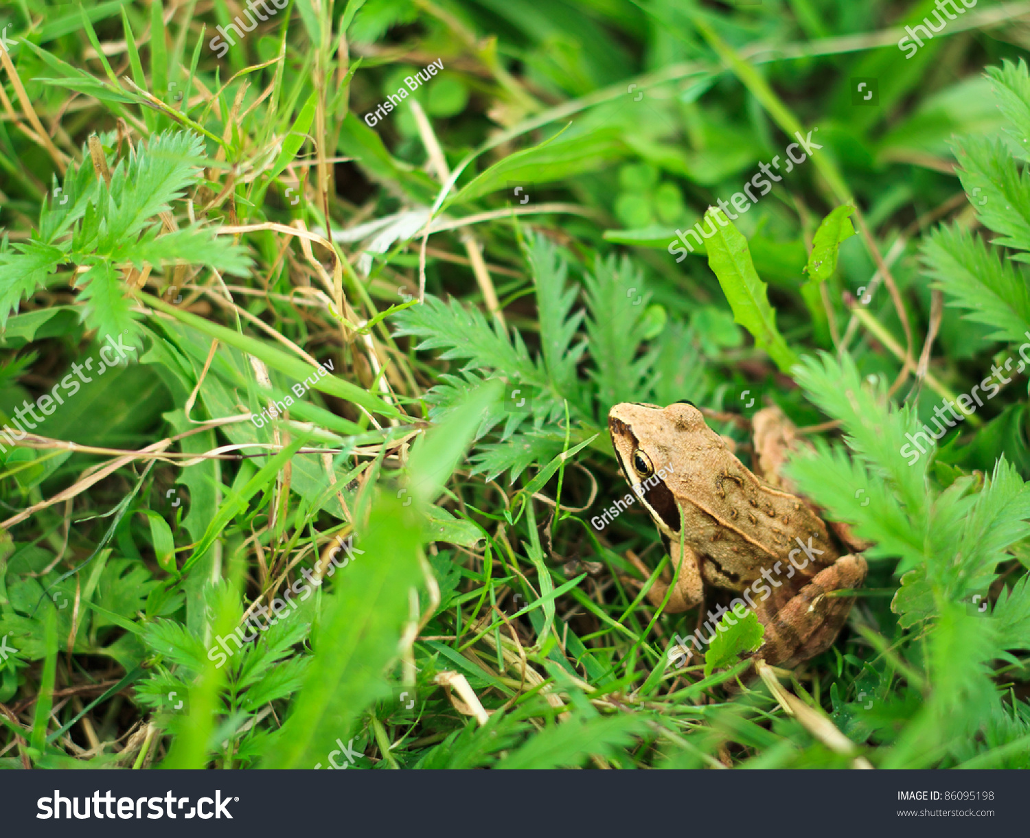 Frog Peeking Out From Behind The Grass Stock Photo 86095198 : Shutterstock