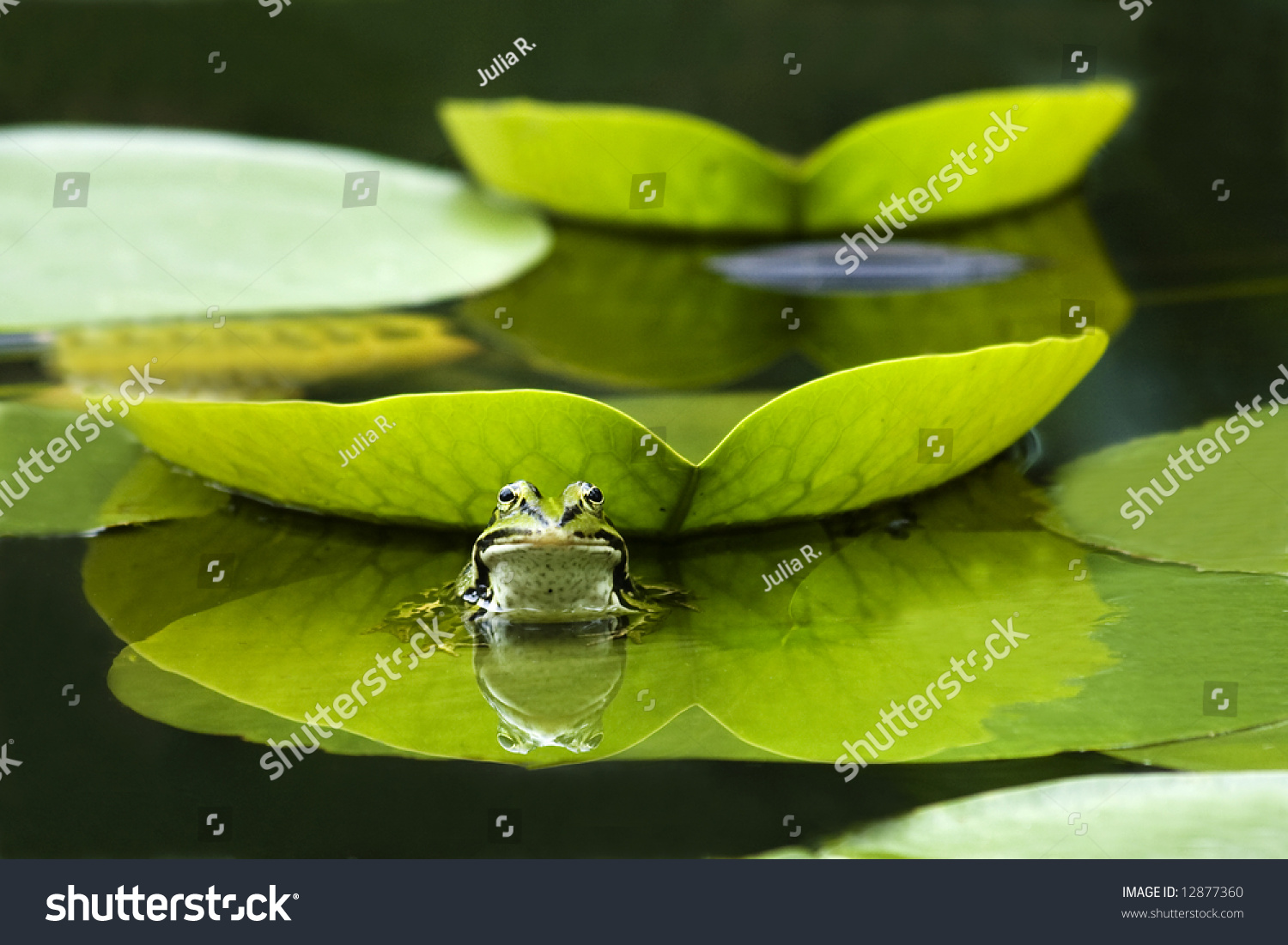 Frog Sitting On The Lily Leaf, Reflection Stock Photo 12877360 ...