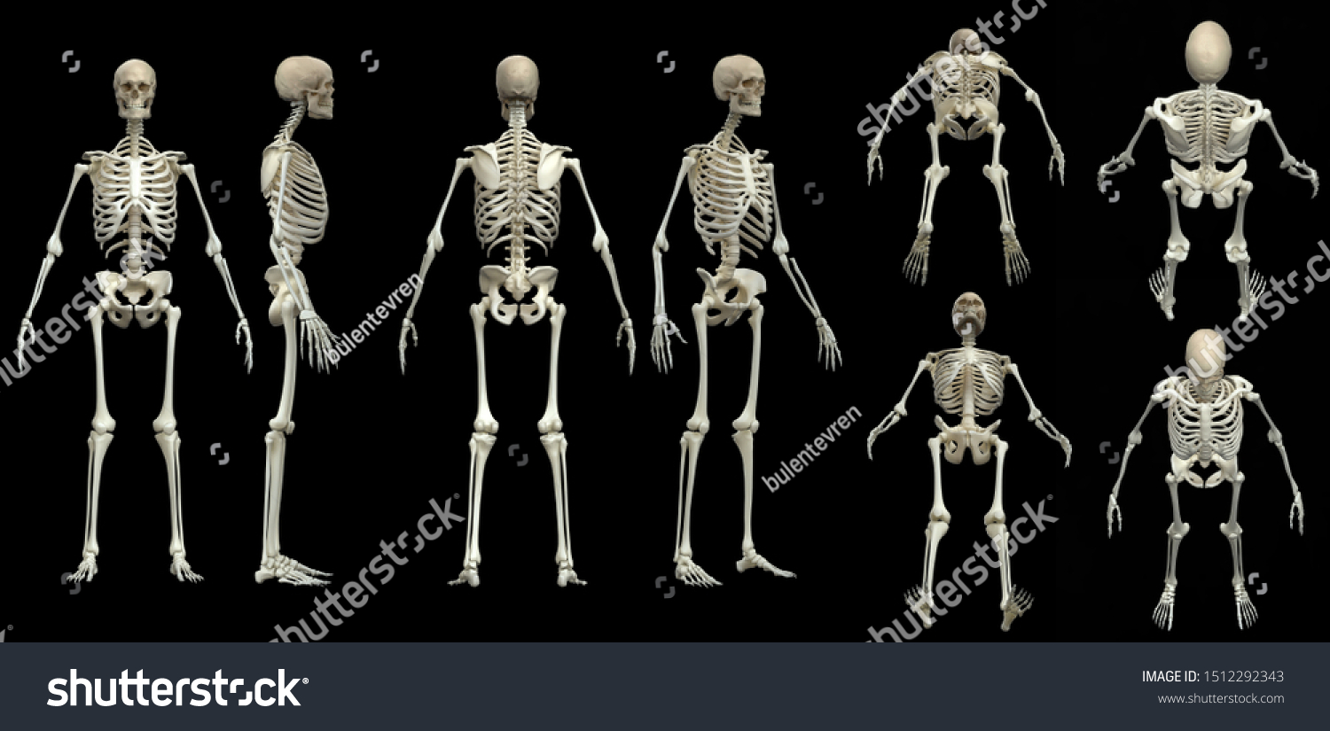 6,839 Skeleton top view Images, Stock Photos & Vectors | Shutterstock