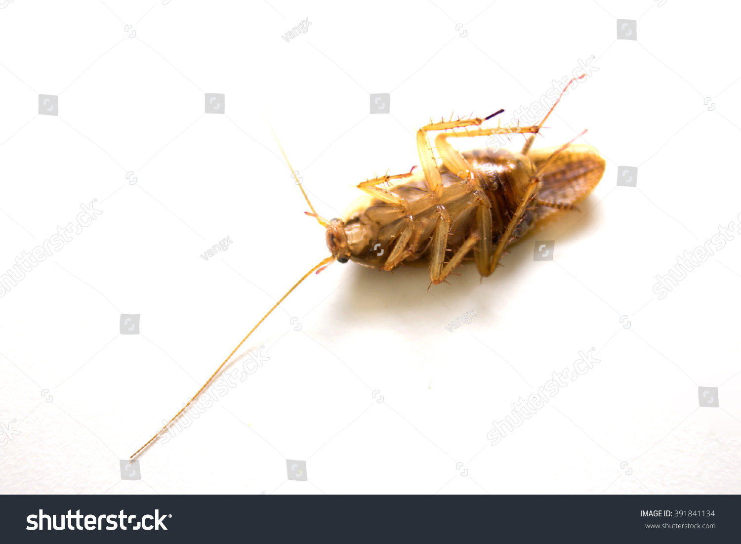 Front Side View Of German Cockroach (Blattella Germanica) Stock Photo ...