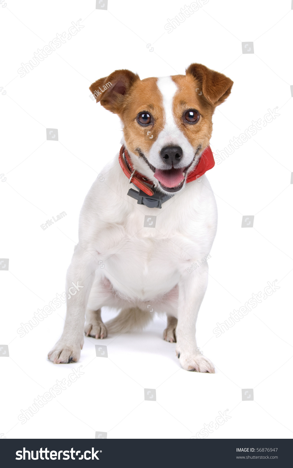 Front View Of A Cute Jack Russel Terrier Looking Happy, Isolated On A ...