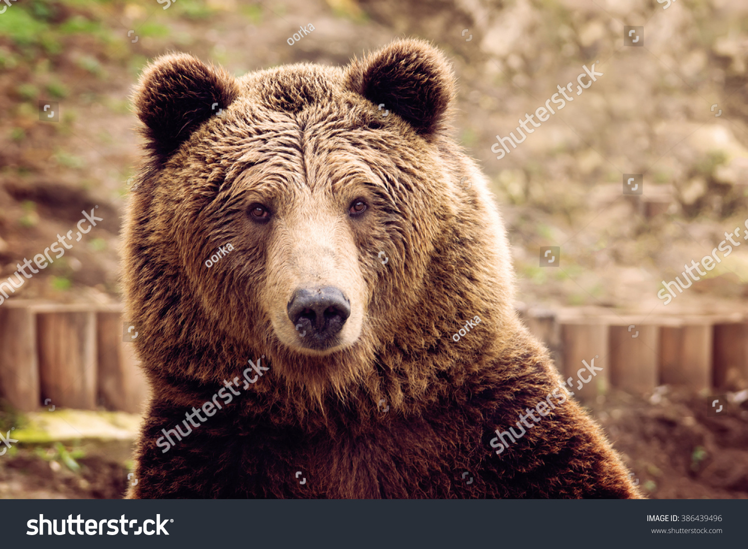 Front View Of Brown Bear Stock Photo 386439496 : Shutterstock