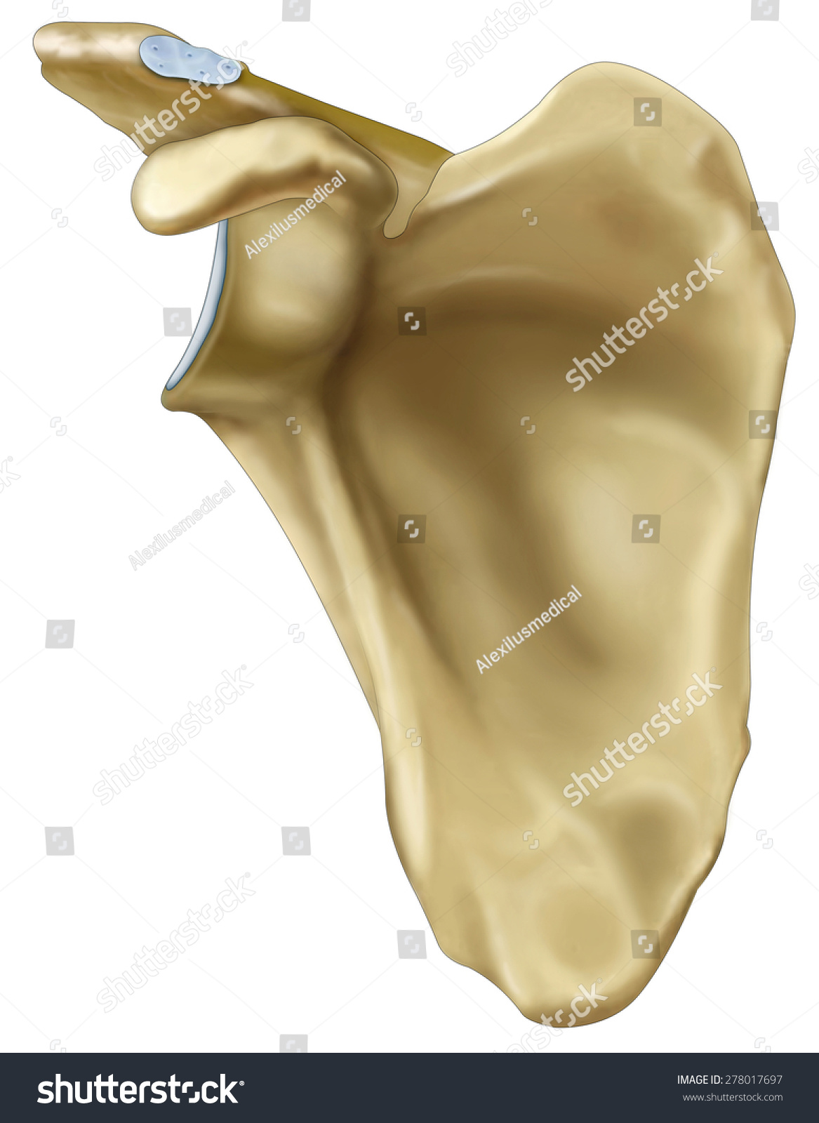 Front View Of Human Scapula, Stock Photo 278017697 : Shutterstock