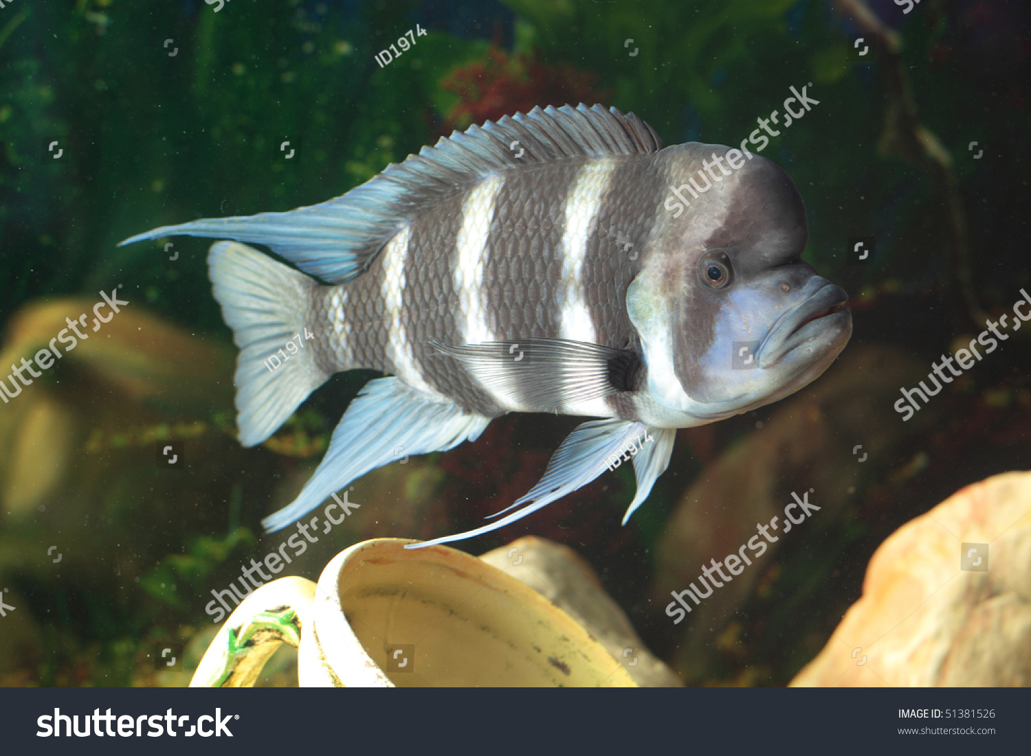 african freshwater fish aquarium