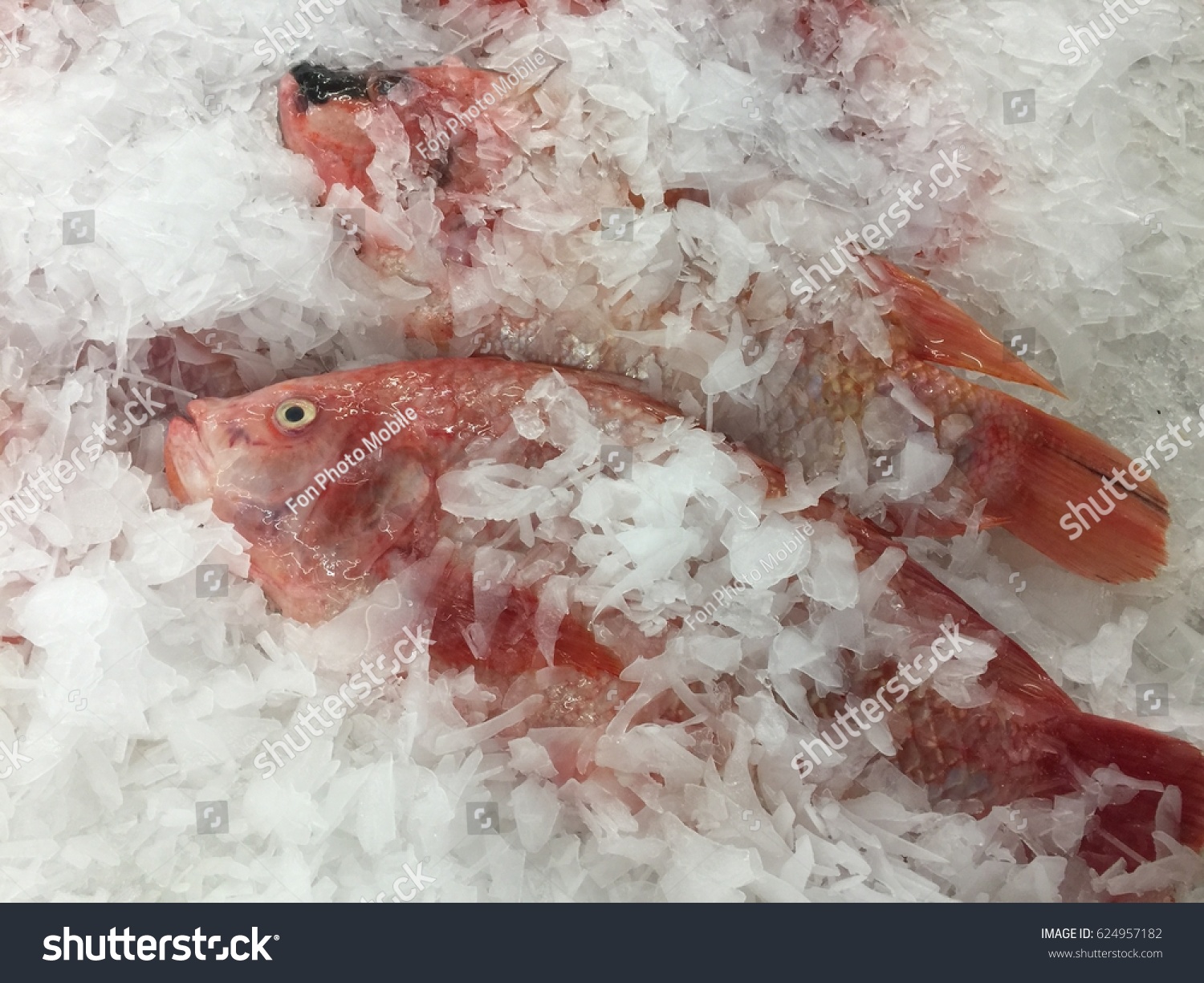 frozen fish food for sale