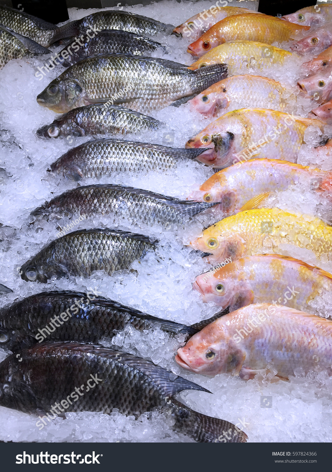 Frozen Yellow And Black Nile Tilapia Fish In A Pile Of Ice Frozen Yellow And Black Nile Tilapia Fish In A Pile Of Ice