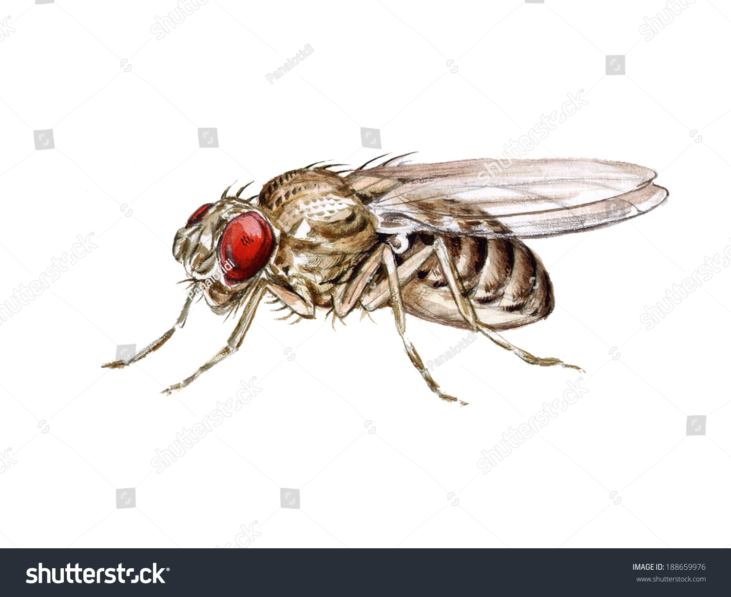 fruit fly clipart - photo #50