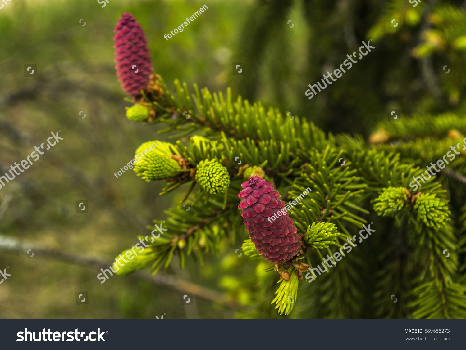 Fir Tree Fruit / Close Up Of Green Pine Tree Or Fir Tree Fruit Stock Photo Alamy : These artificial fruit trees are customizable and available in all plant varieties.