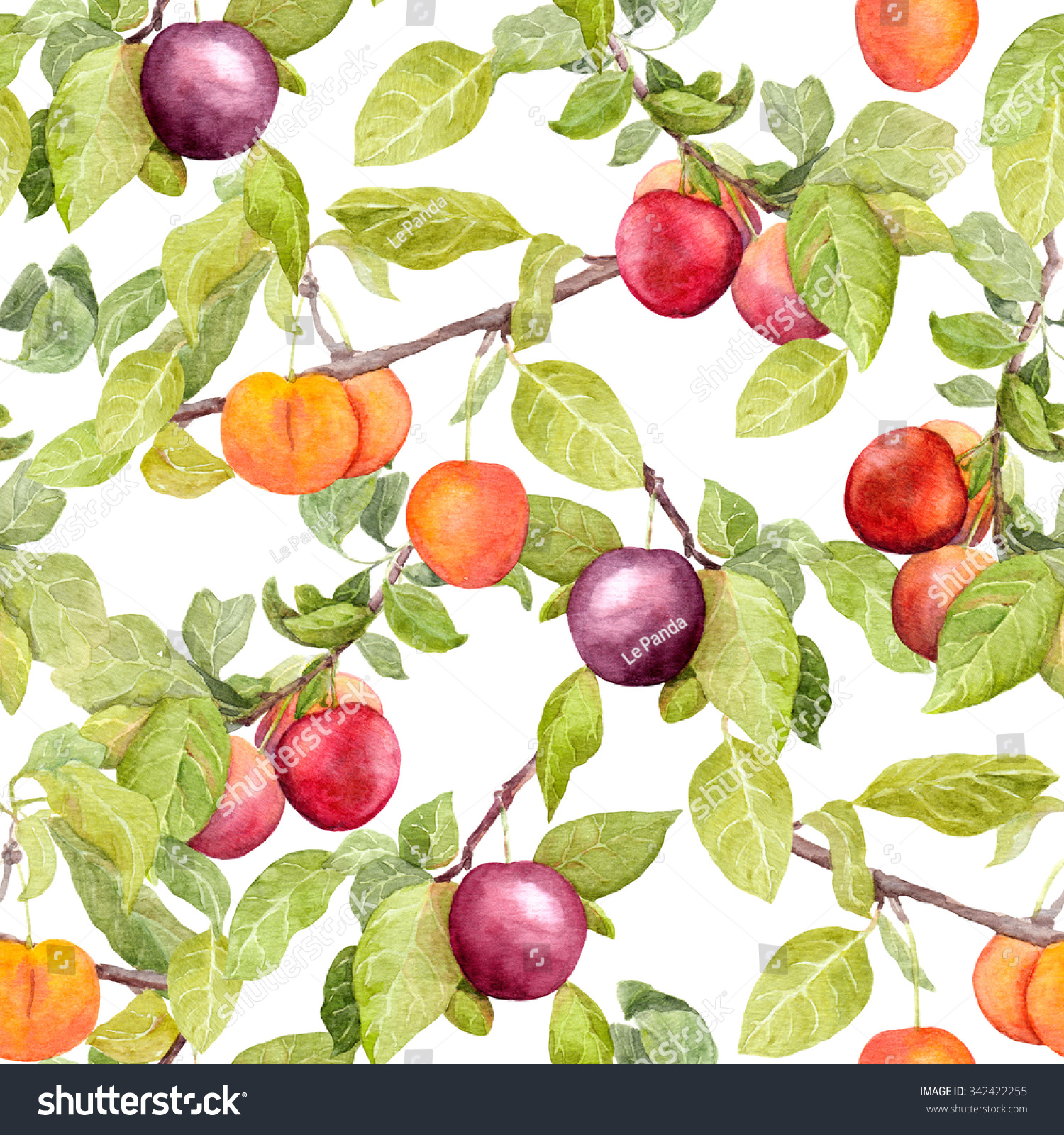 Fruits Garden Plum Cherry Apples Vintage Stock Illustration 342422255