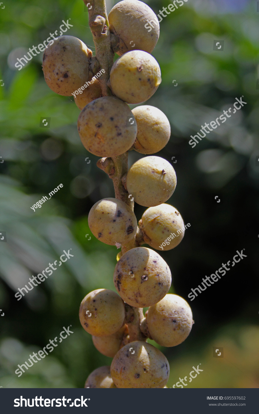 Fruits Caryota Urens Fishtail Palm Jaggery Stock Photo 695597602 ...