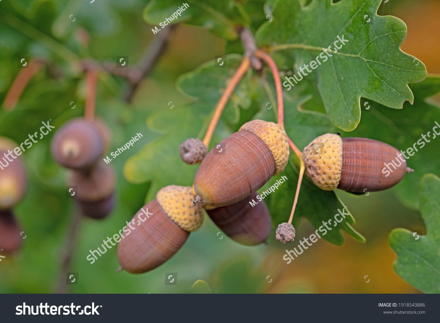 1 618 172 柞图片 库存照片和矢量图 Shutterstock